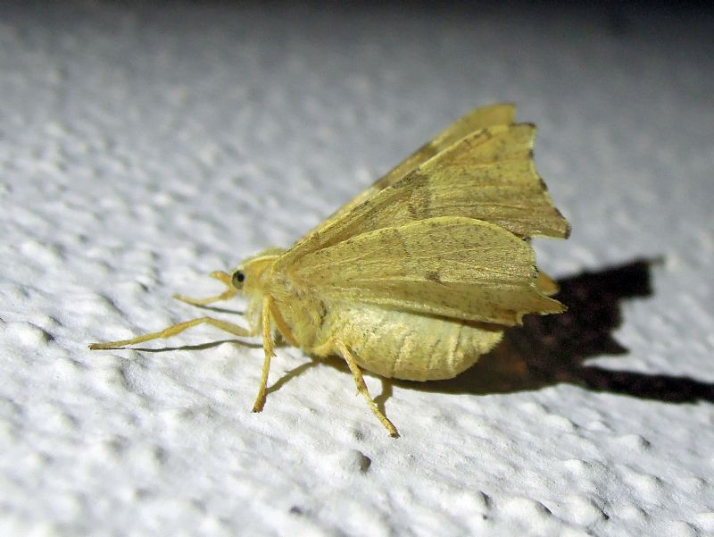 Ennomos quercaria (Geometridae)